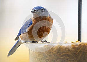 American Blue Bird