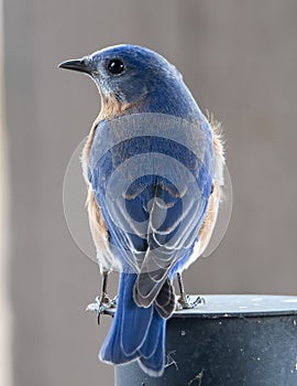 American Blue Bird