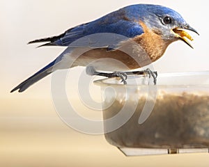 American Blue Bird