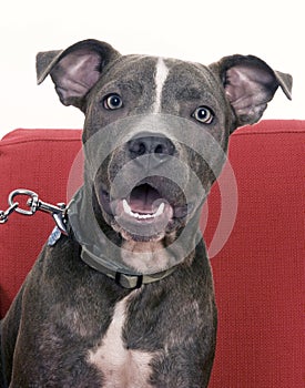 American Blue Pit bull terrier photo