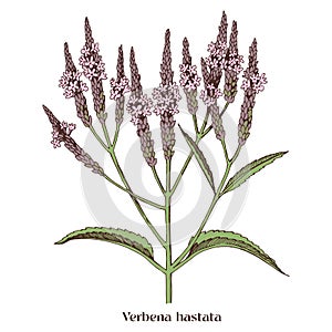 American blue vervain, Verbena hastata.