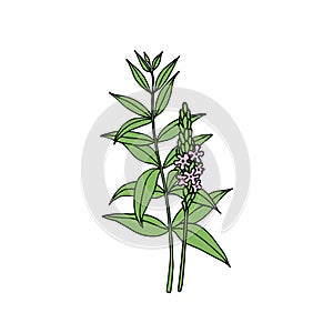 American blue vervain Verbena hastata. Hand draw sketch