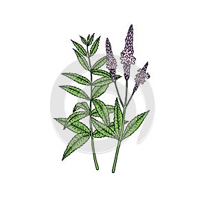 American blue vervain Verbena hastata. Vector hand draw sketch