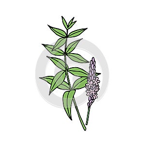 American blue vervain Verbena hastata. Vector hand draw sketch