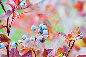 Wild blueberry growing in fall forest, blueberries against red foliage in autumn photo