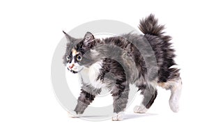 American bobtail on a white isolated photo