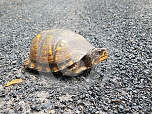 American box turtle on asphalt crossing the road