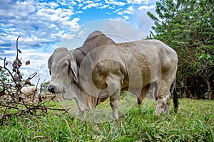 American Brahman, beef cattle. Puntarenas Costa Rica photo