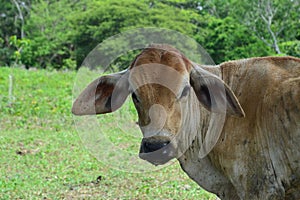 American Brahman cow standing on grass farm looking at the camera