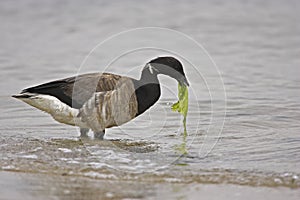 American Brant (Branta bernicla hrota)