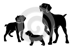 American Brittany breed dog. Vector silhouette of the dog. Vector illustration on a white background.
