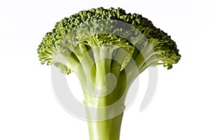 American broccoli