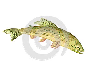 American brook trout (Salvelinus fontinalis)