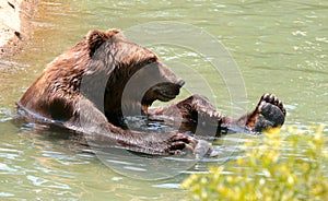 American Brown bear in water at the Memphis Zoo