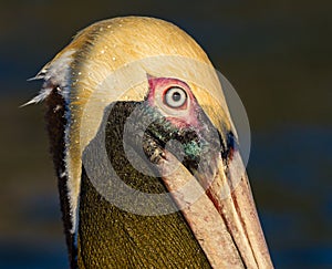 American brown pelican in breeding plumage