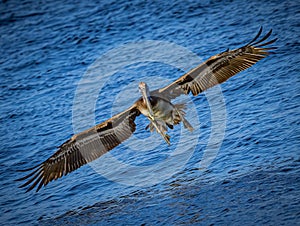 American brown pelican comes in for landing in Florida