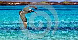 American brown pelican flies over turquoise water near Cerro Brujo beach