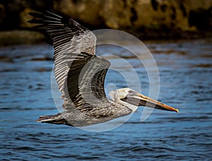 American brown pelican flies over the water near Venice south jetty