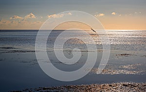 American brown pelican flies over waters off Key West