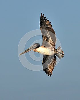 American Brown Pelican in flight