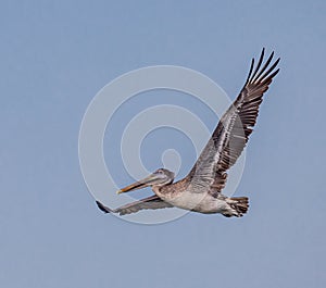 American brown pelican flying from right to left in the sky