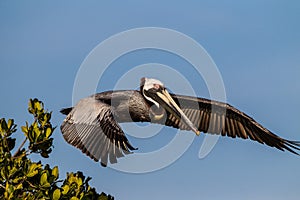 American brown pelican in full flight