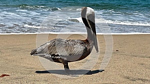 American brown pelican perched on a picturesque beach with the blue ocean in the background