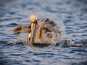 American brown pelican splashes while bathing
