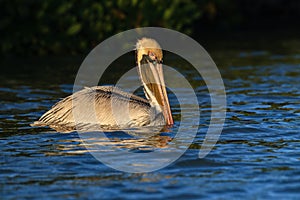 American brown pelican swimming