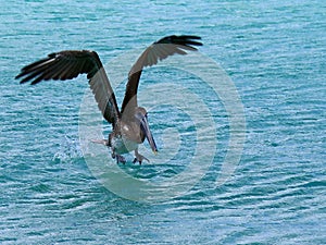 American brown Pelican Taking Off