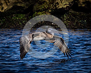 American brown pelican with wings lowered flies over the water of the Gulf of Mexico