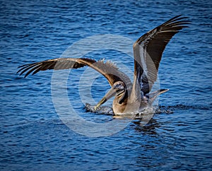 American brown Pelican with wings raised high as he lands on water