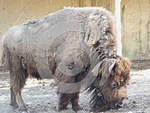 The American Buffalo