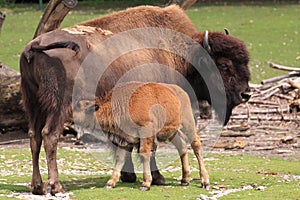 American buffalo