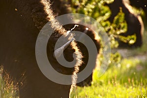 American Buffalo photo