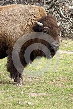 American Buffalo