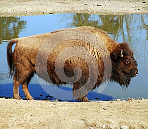 American buffalo - Bison bison