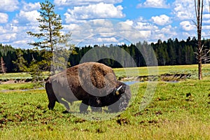 American Buffalo (Bison bison)