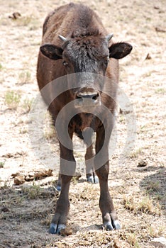 American Buffalo Bison Calf