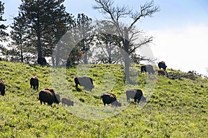 American Buffalo or Bison in Custer State Park South Dakota USA