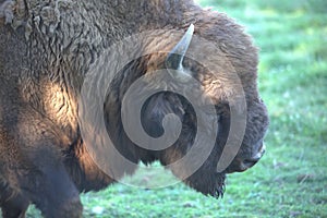 American buffalo, bison grazing on the savanna