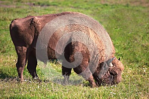 American buffalo, bison grazing on the savanna