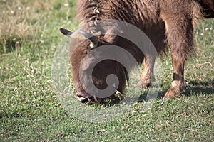 American buffalo, bison grazing on the savanna