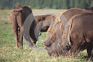 American buffalo, bison grazing on the savanna