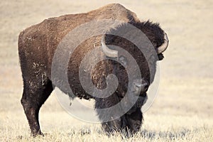 American Buffalo photo