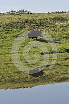 American buffalo bison reflection