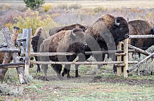 American Buffalo photo