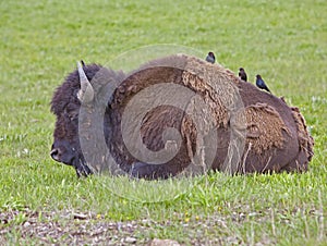 American Buffalo bison Cowbirds Yellowstone