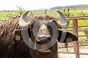 American buffalo face cloce by
