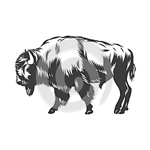 American buffalo inked vector photo